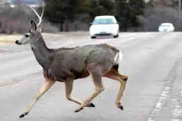keep an eye out for deer crossing the road