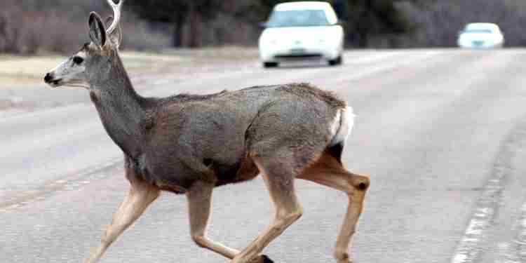 keep an eye out for deer crossing the road
