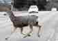 keep an eye out for deer crossing the road