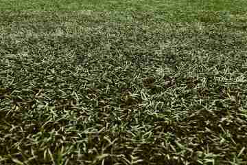 Can You Park Your Car On An Artificial Grass Driveway?