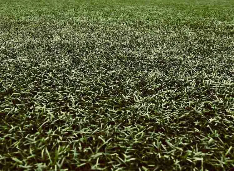 Can You Park Your Car On An Artificial Grass Driveway?