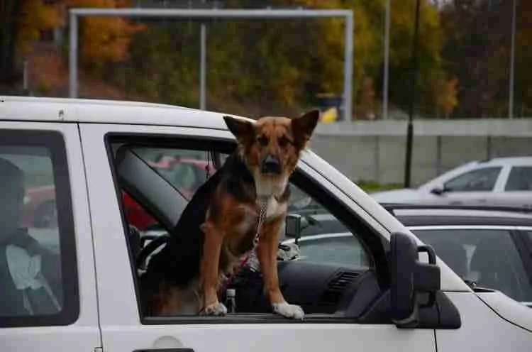 Can you legally travel with a dog in the front seat?