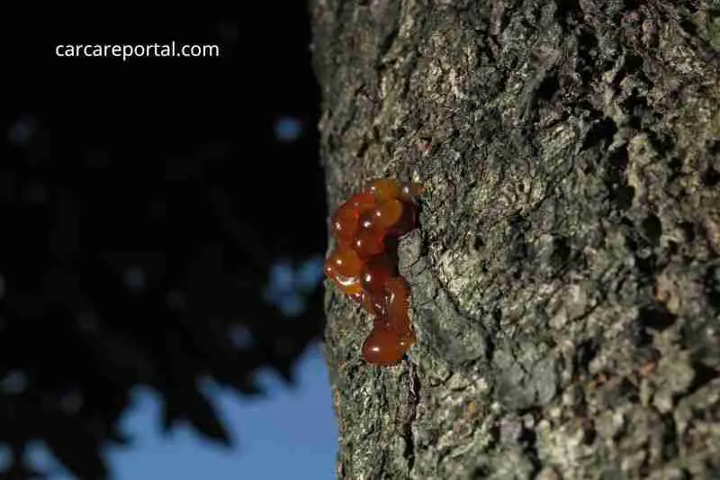 What Causes Tree Sap to Be Sticky?